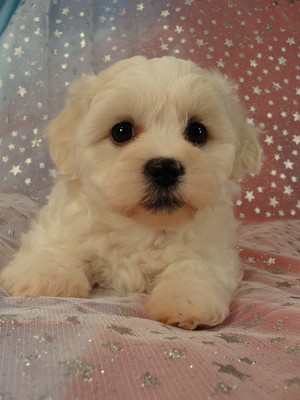 Iowa Dog Breeder with a female shih Tzu Bichon Puppy for sale